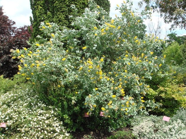 Cytisus battandieri P19 (3)